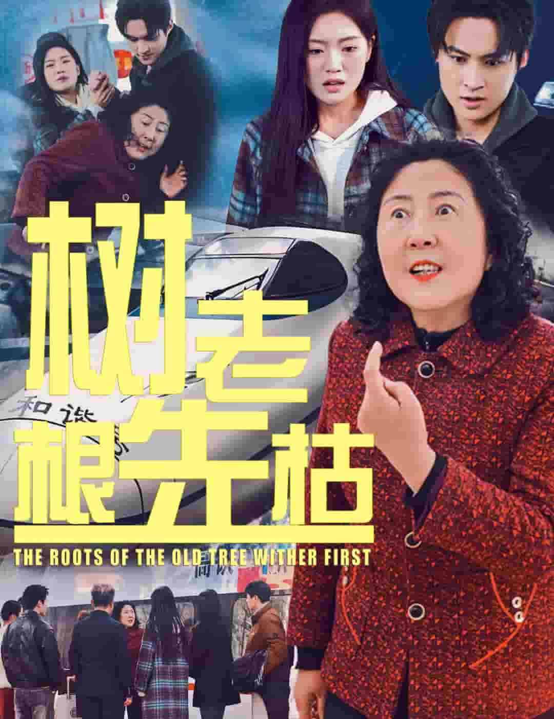 树老根先枯第29集